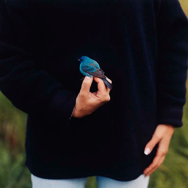 A photograph of a person in a black sweater holding a blue bird.