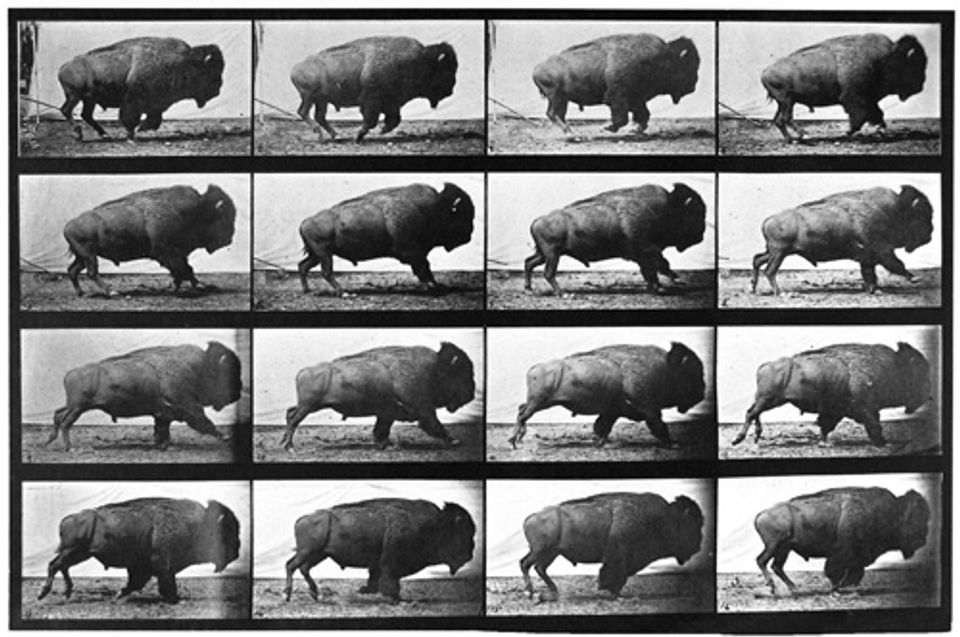 Muybridge's collotype of the same buffalo in a timeline of 16 prints.