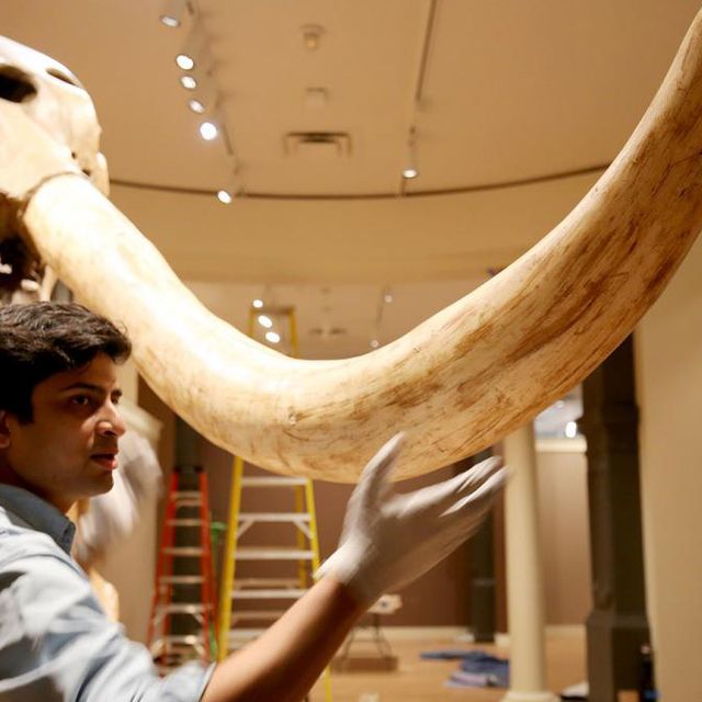 A photograph of a man standing next to mastodon fossils