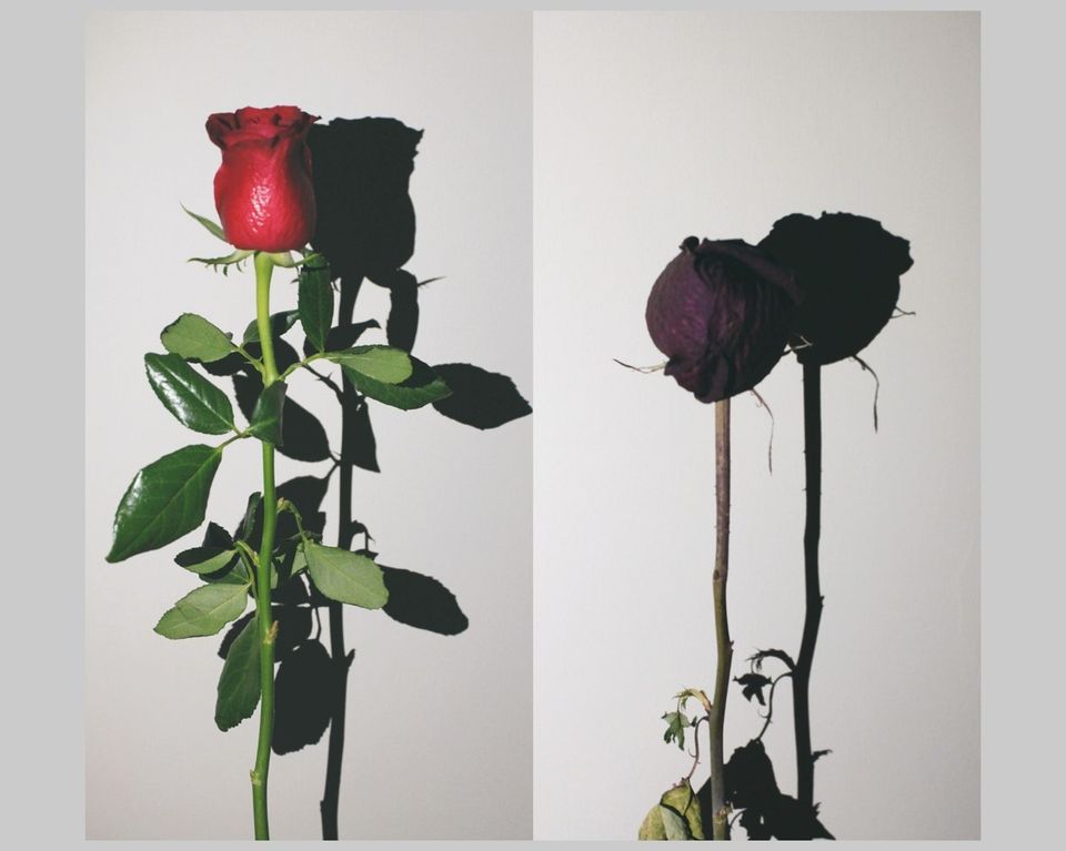 Picture of a Rose new and aged side by side