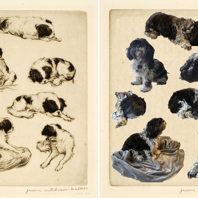 A recreation of a drypoint study of a dog by Jessie A. Walker.