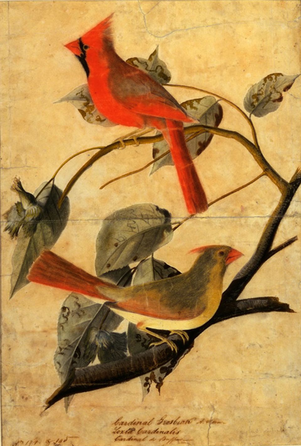 Audubon's drawing of a cardinal grosbeak on a branch.