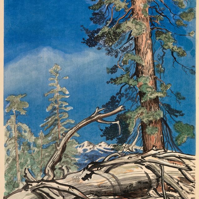A watercolor of a fallen tree with trees and the blue sky in the background. 