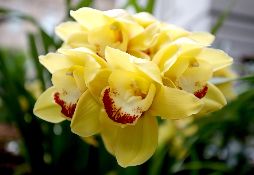 A photograph of yellow and red orchids.