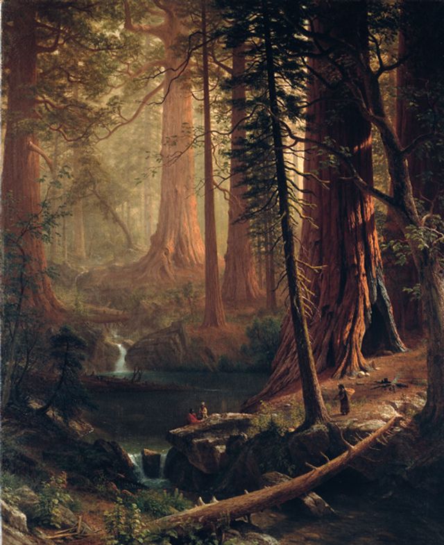 Beirstadt's oil on canvas of redwood trees in California. 
