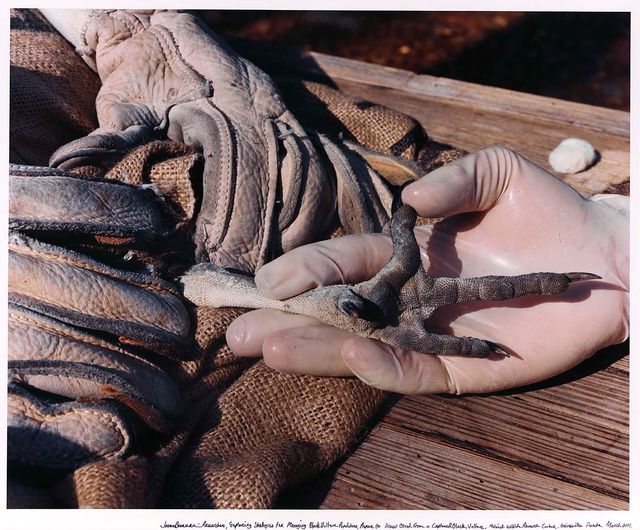 A photograph of a person's hand and a vulture's foot.