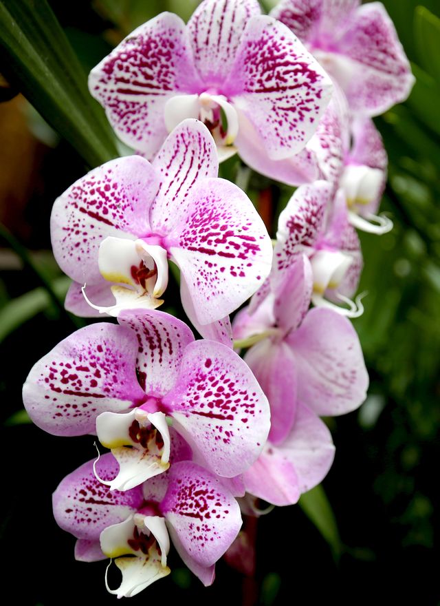 A photograph of purple and white orchids.