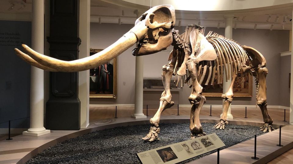 A photograph of a mastodon fossil inside a building. 