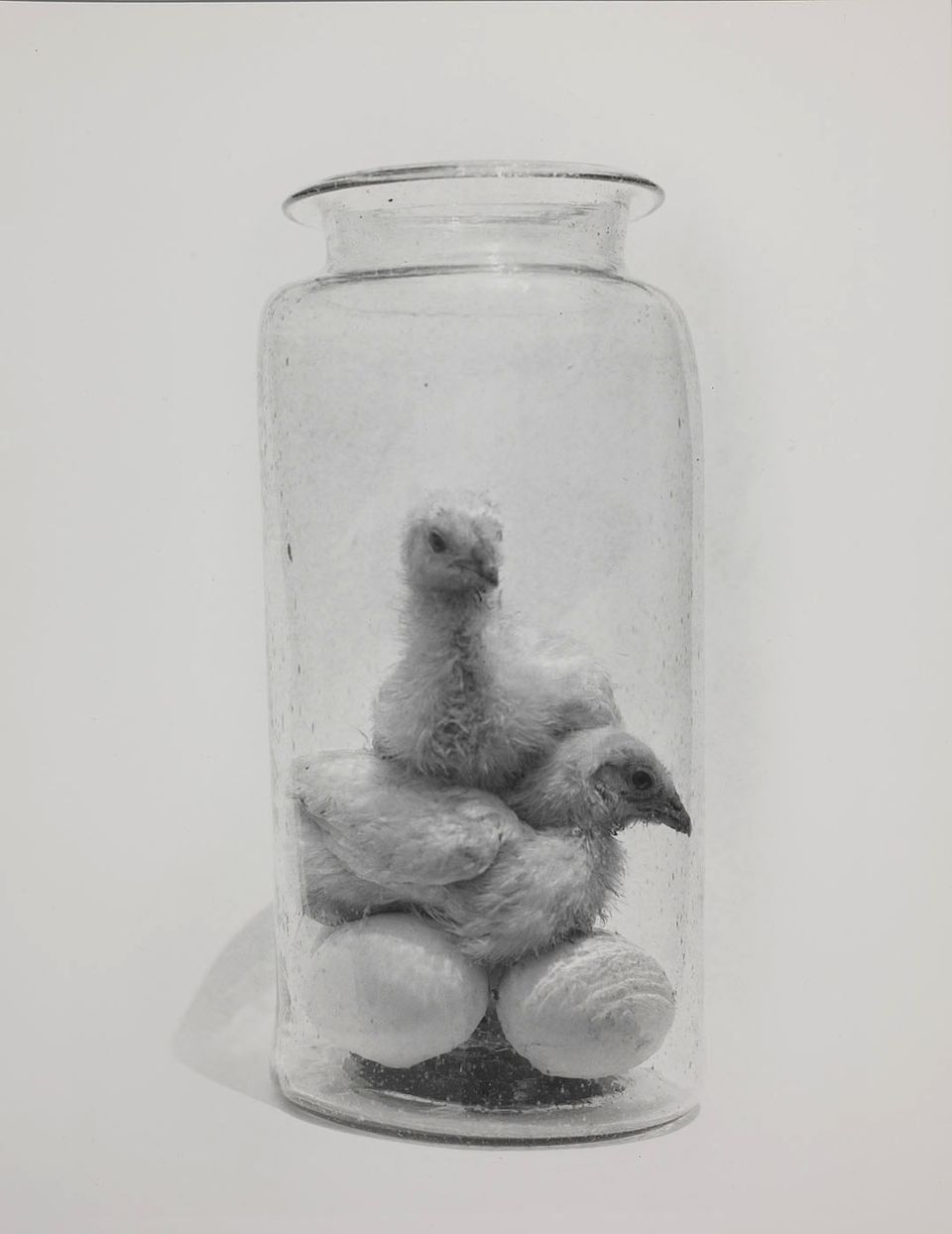 A photograph of baby chickens in a jar. 