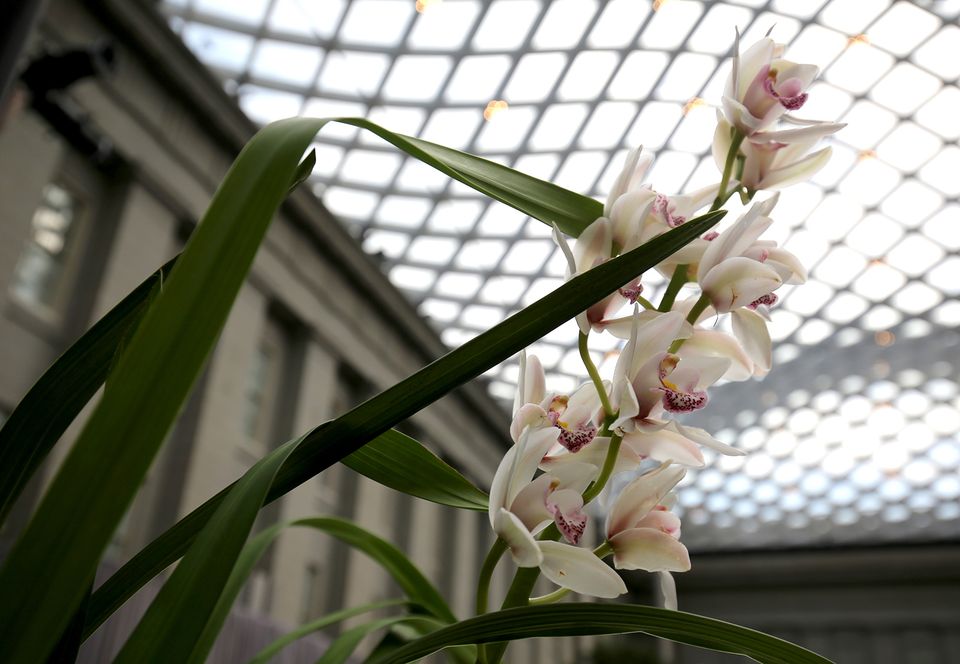 A photograph of white and pink orchids