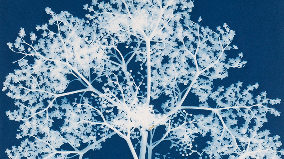 A close up of a cyanotype photogram showing white outlines of blossoms on a dark blue background