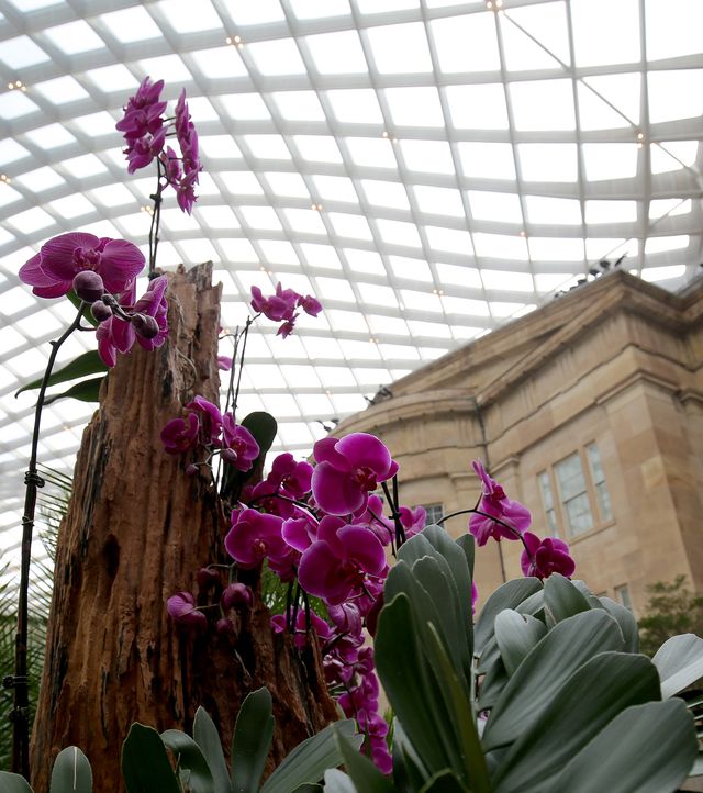 A photograph of purple orchids inside the Kogod Courtyard.