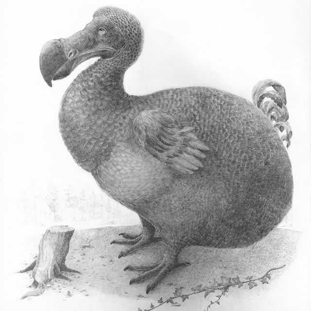 A drawing of a dodo bird. 