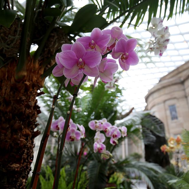 A photograph inside the Kogod Courtyard of orchids in various colors.