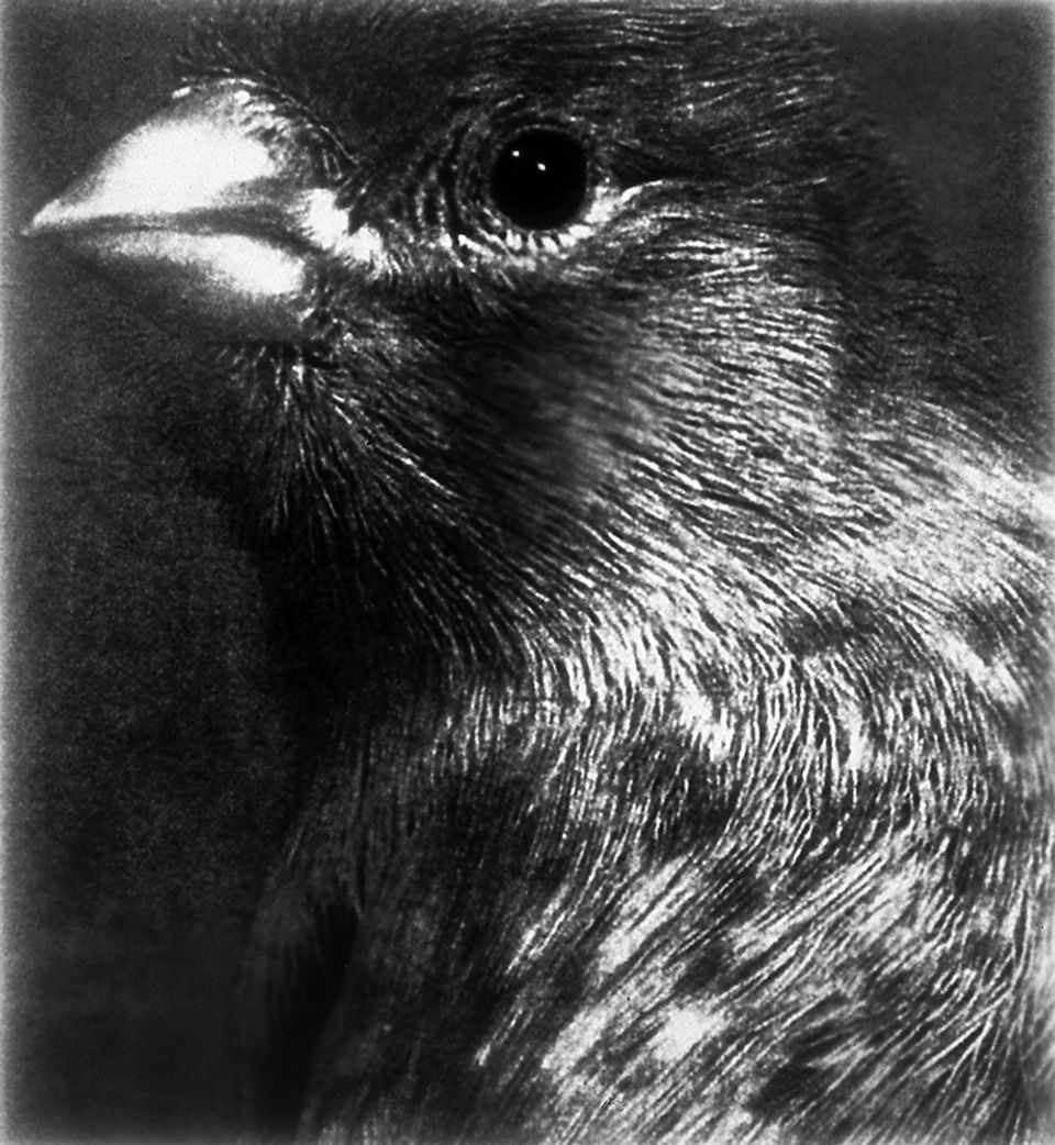 A black and white photograph of a bird.
