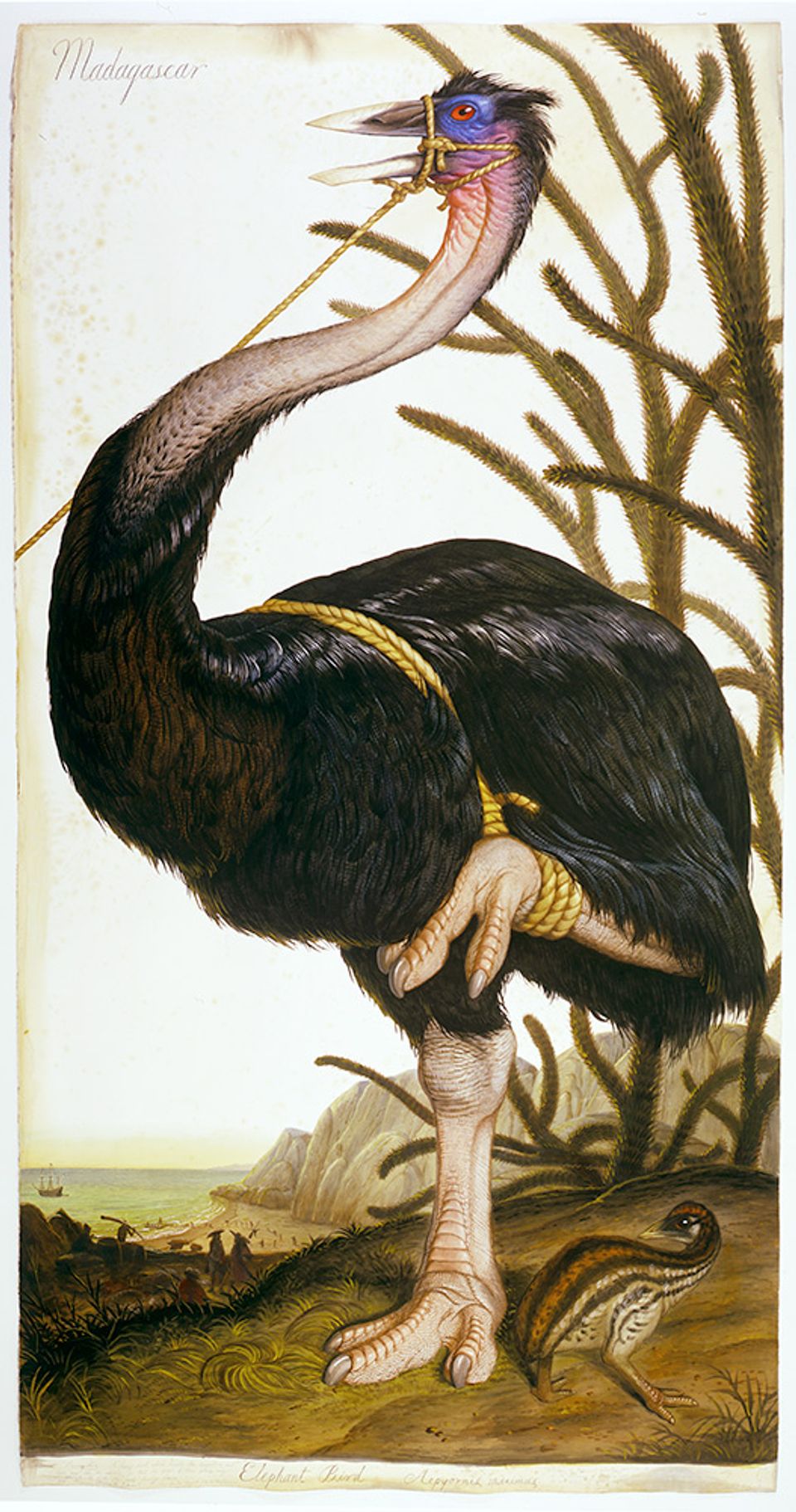 A painting of a great elephant bird that's tied up around the beak. 