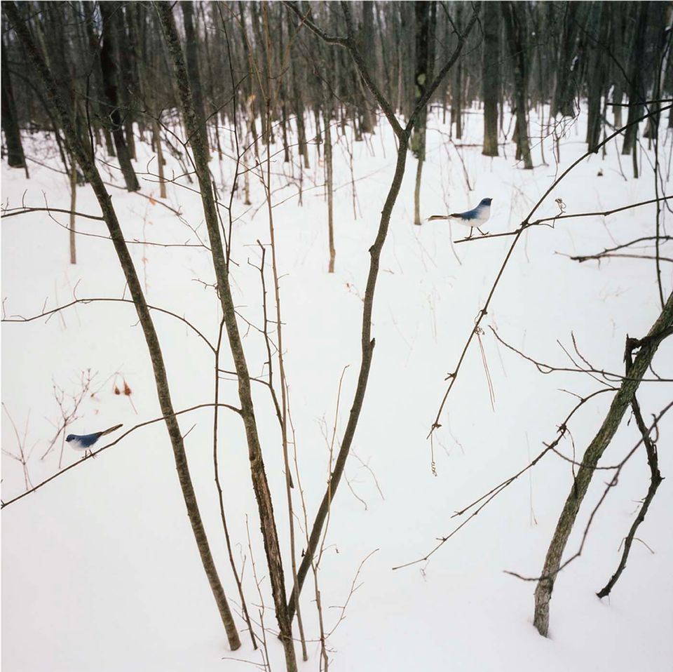A photograph in nature with snow on the ground and a blue and white bird on a tree limb.