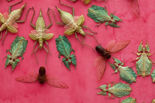 A close up of a pink wall with bugs displayed for the WONDER exhibition at the Renwick Gallery.