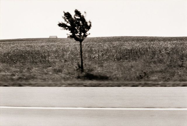 A photograph of a Illinois landscape with a tree taken by automobile.
