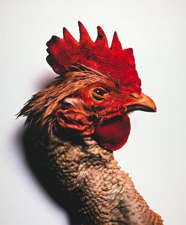 A detailed photograph of a rooster.