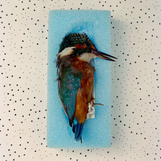 A photograph of a dead bird laying on a blue surface. 