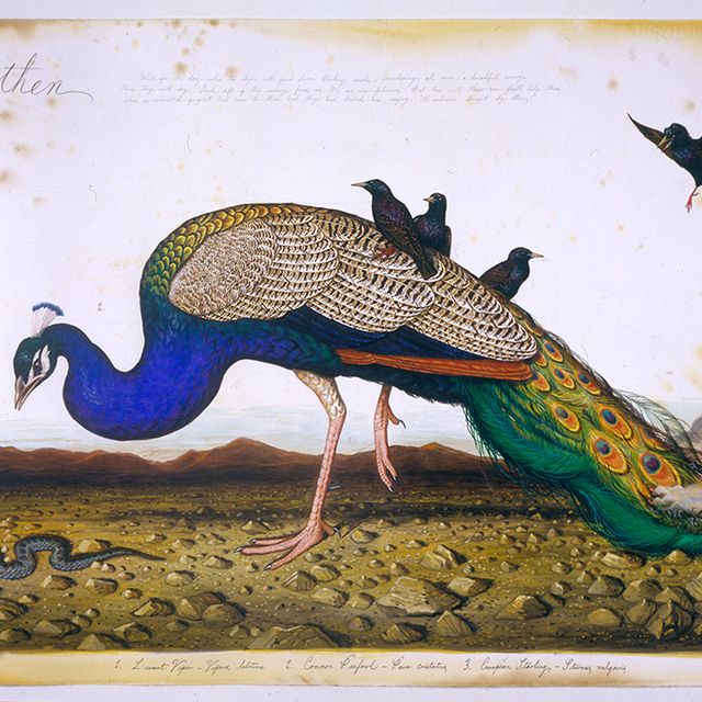 A painting of a peacock with black birds on its back.