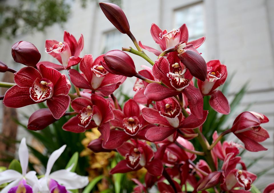 A photograph of red orchids.