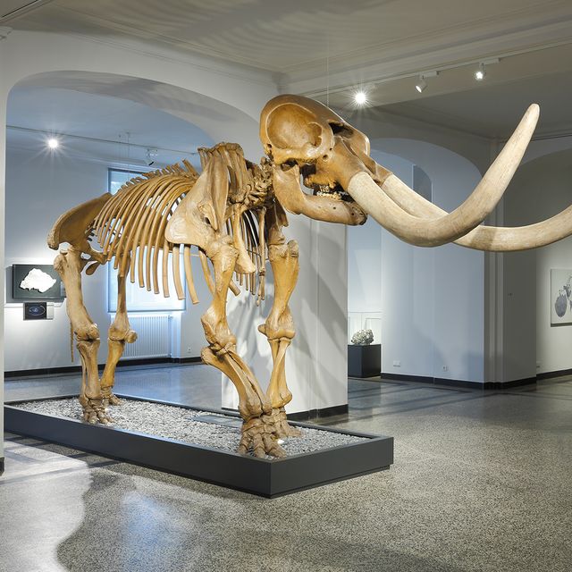A photo of a mastodon skeleton. 