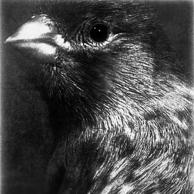 A close up black and white photograph of a bird. 