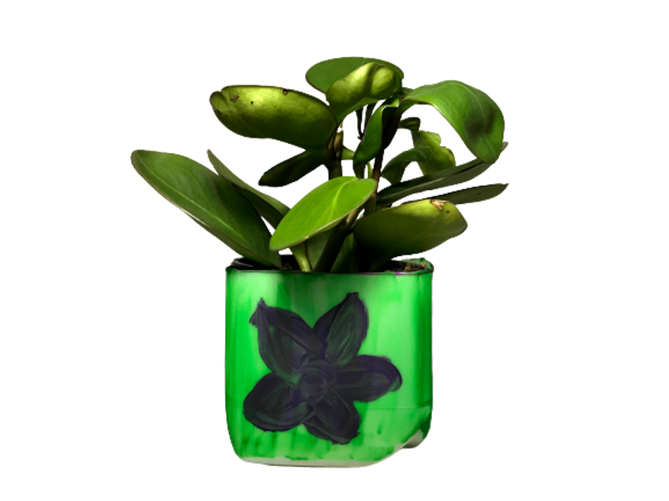 a plant potted in a milk carton