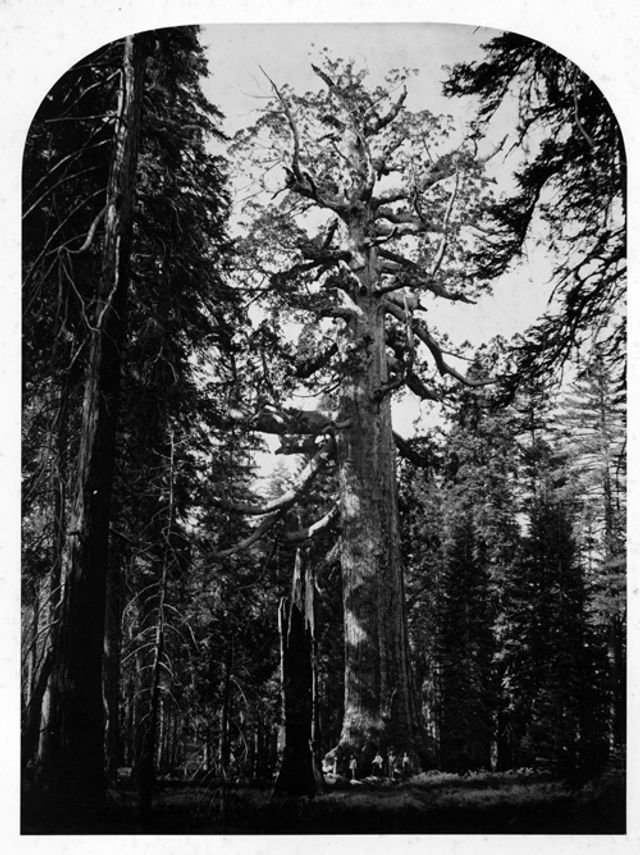 Watkins' albumen print of a large tree with four men under it.