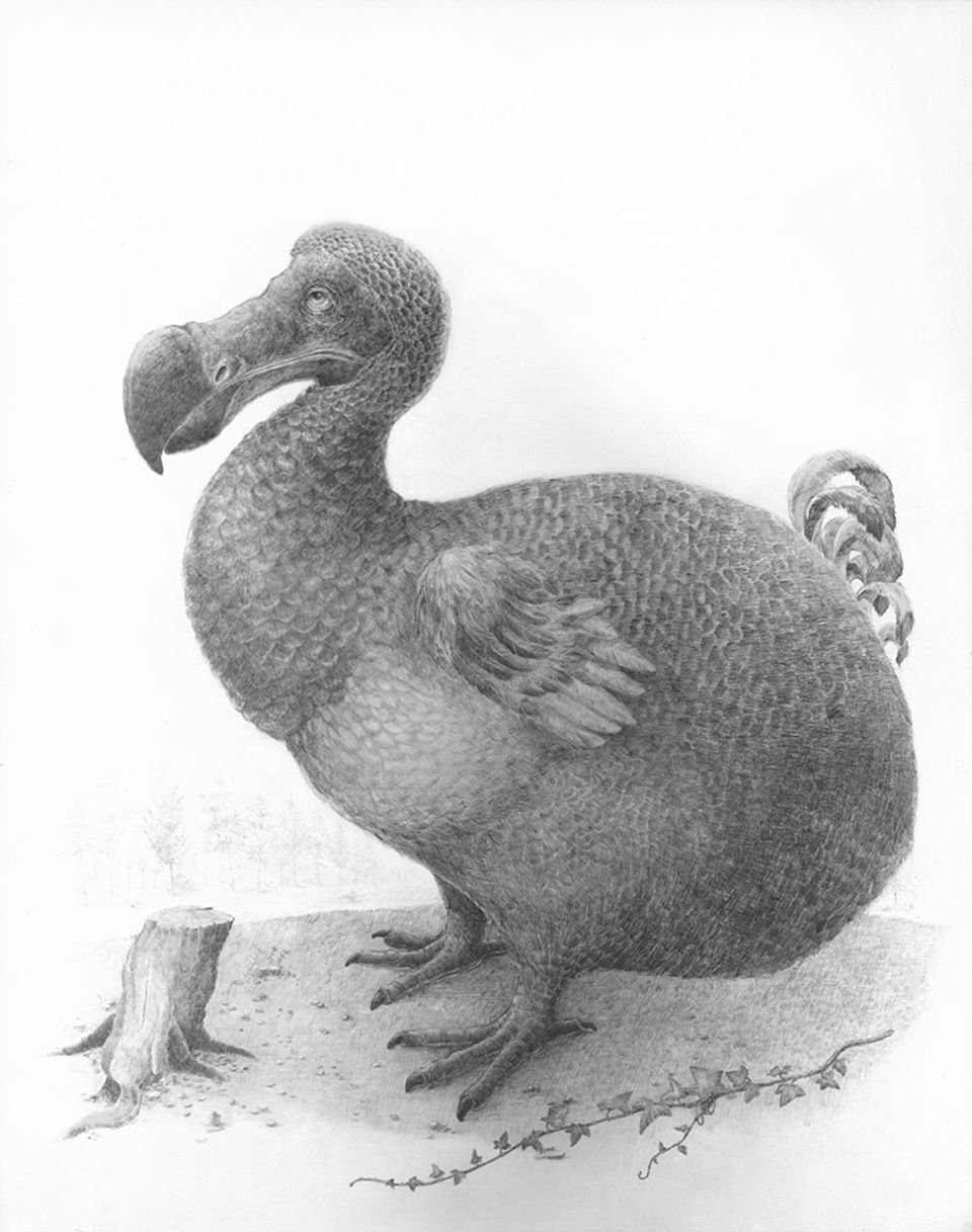A graphite drawing of a dodo bird.