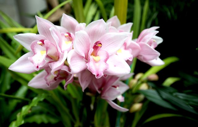 A photograph of pink orchids.