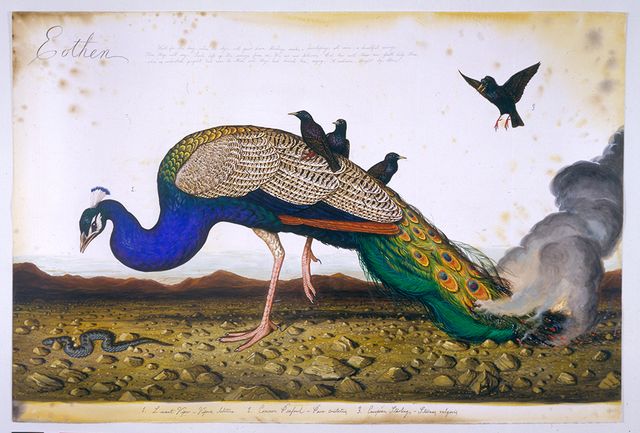 A painting of a peacock with black birds on its back and a fire in its back feathers.