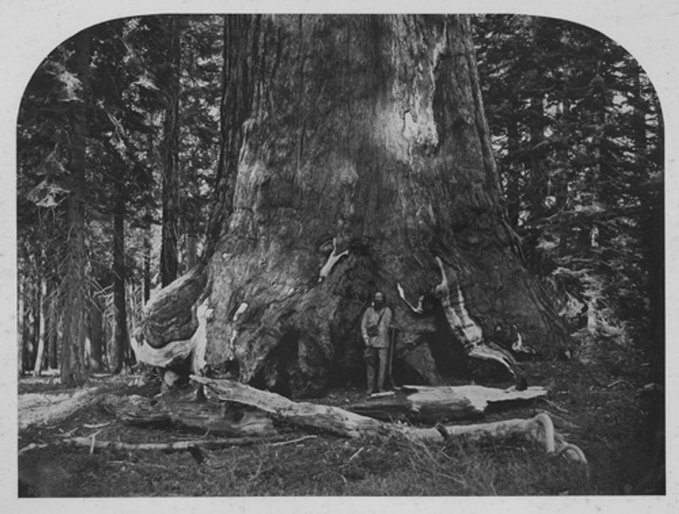 Watkins' albumen print of a large tree trunk with a man posed on it.