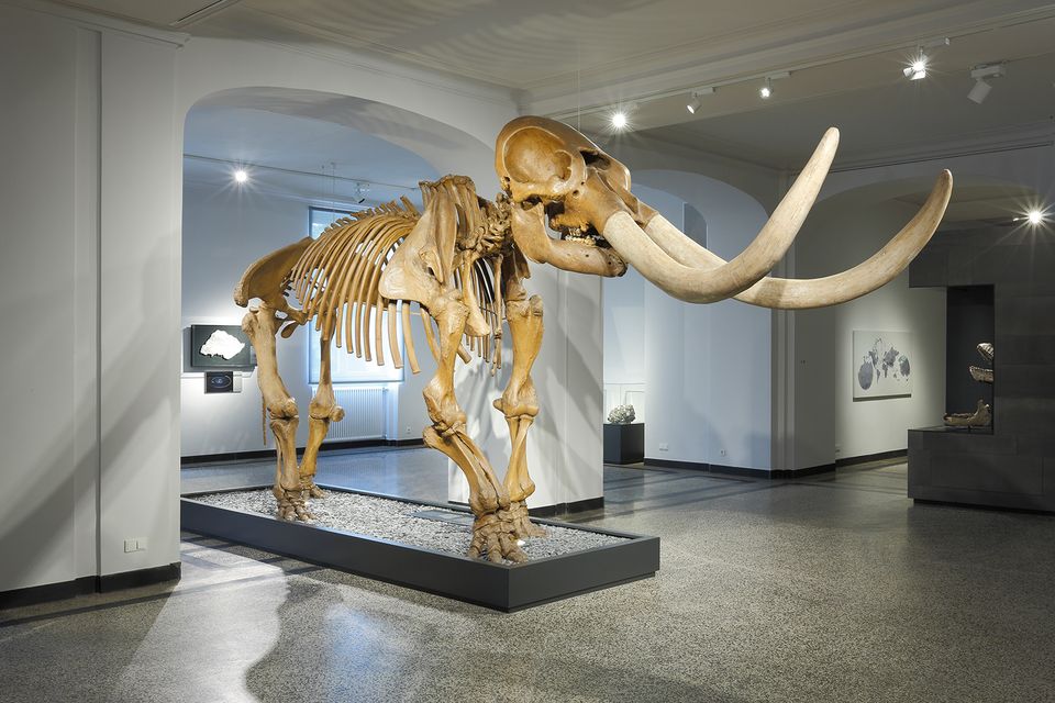 A photo of a mastodon skeleton. 