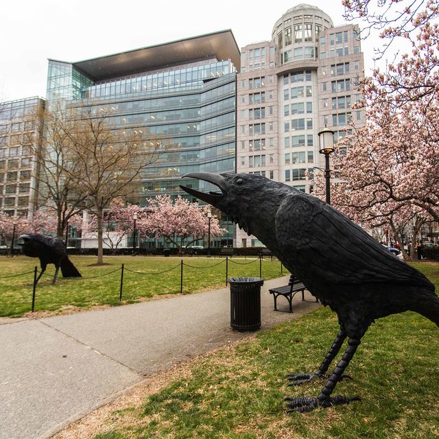 A picture of large scale crows in a park.