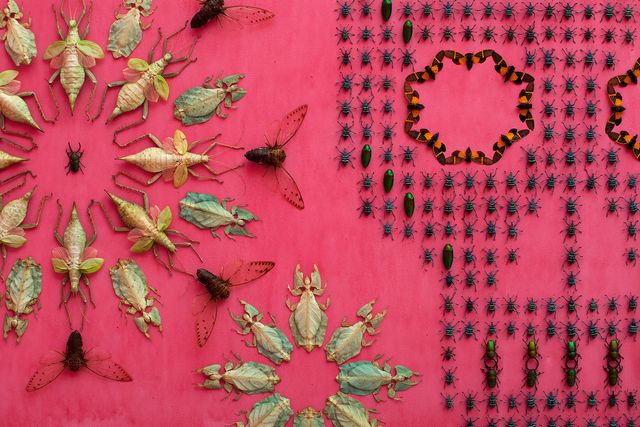 a pink wall with bugs attached. 