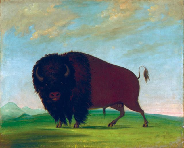 Catlin's oil on canvas of a buffalo in a field.