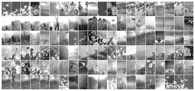 A collage of bird photographs.
