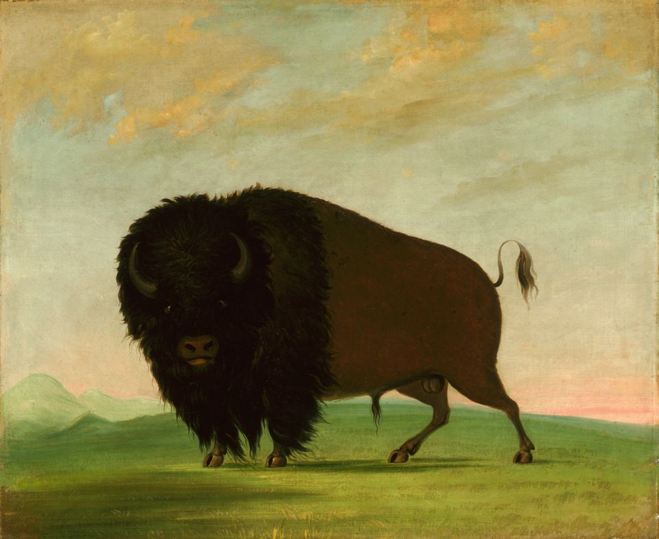 Image of a large bison standing in the foreground