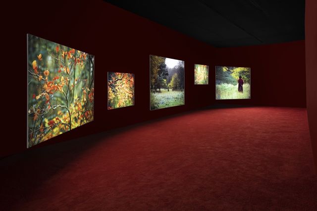 A dark gallery with 5 screens projecting images of nature.