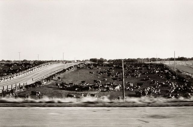 A photograph of a Nebraska landscape with a cows taken by automobile.