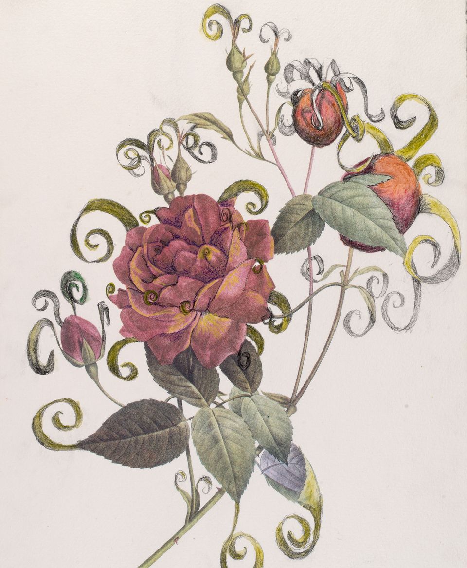 A drawing of a red rose.